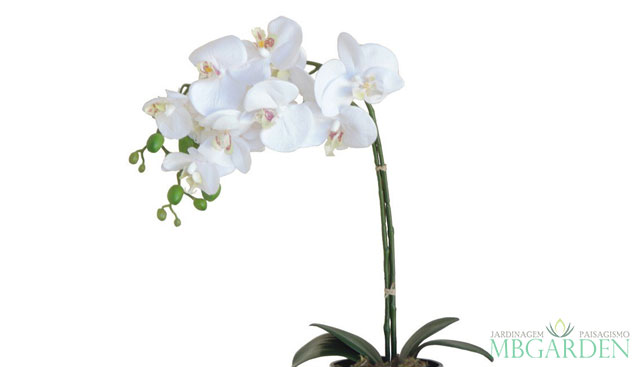 Orquídea | MB Garden