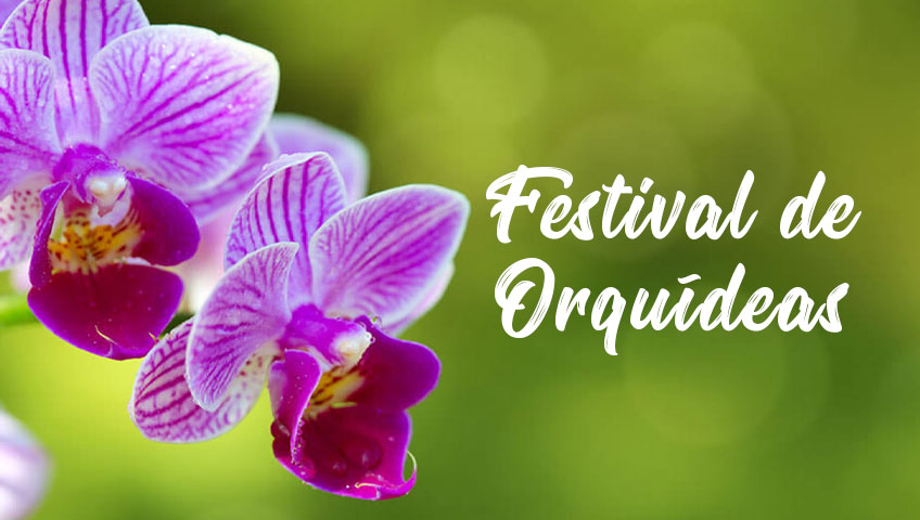 Festival de Orquídeas – Os menores preços