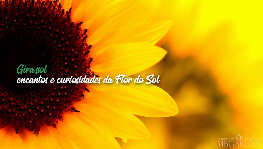 Girassol: encantos e curiosidades da Flor do Sol