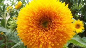 Girassol: encantos e curiosidades da Flor do Sol