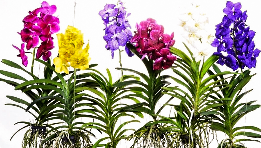A beleza e excentricidade da Orquídea Vanda