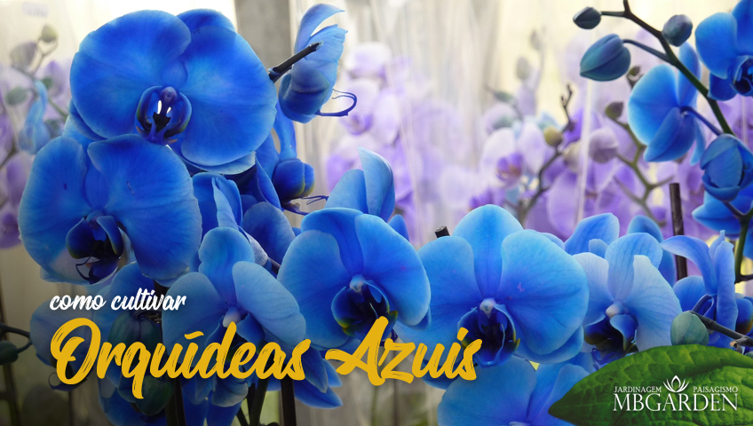 Orquídeas Azuis: como cultivar esse fascínio?
