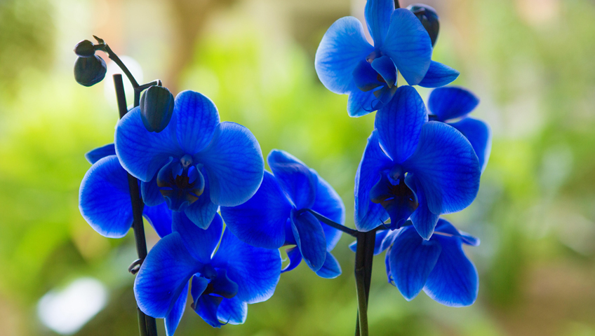 Orquídeas Azuis como cultivar