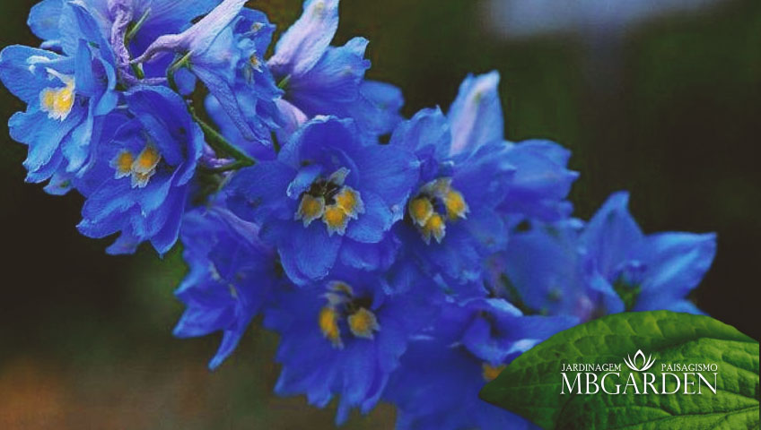 Abelha Azul ou Delfínio | Mb Garden