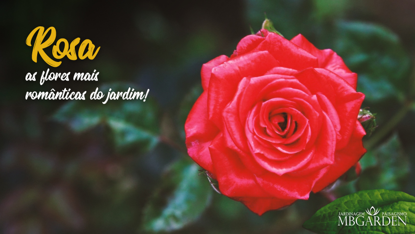 Rosas: lindas e perfumadas, as flores mais românticas do jardim