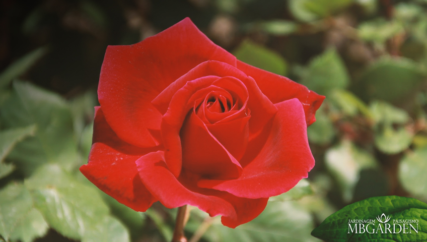 Rosas: lindas e perfumadas, as flores mais românticas do jardim