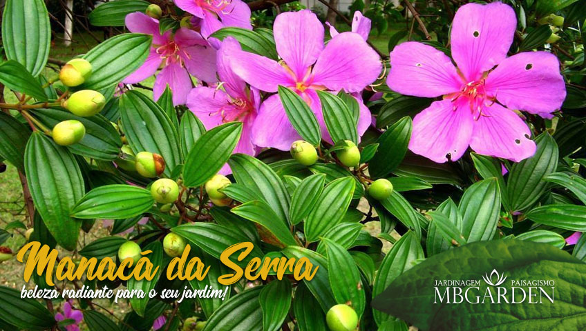 Manacá da Serra: beleza radiante para o seu jardim