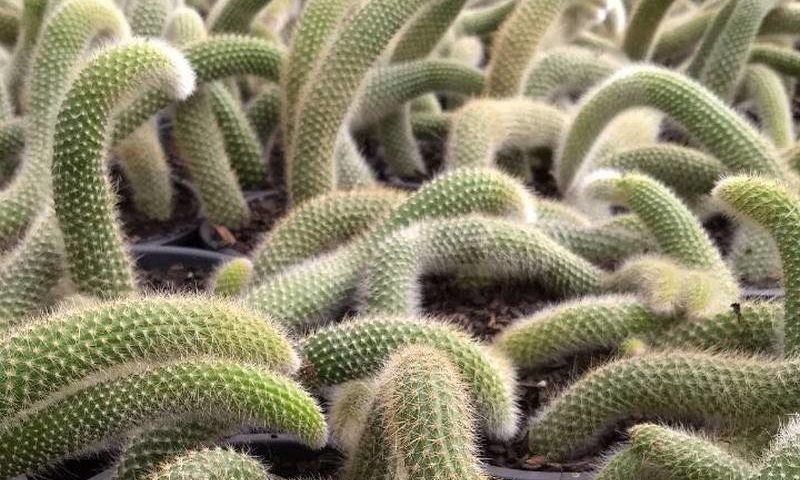 cactos – MB Garden