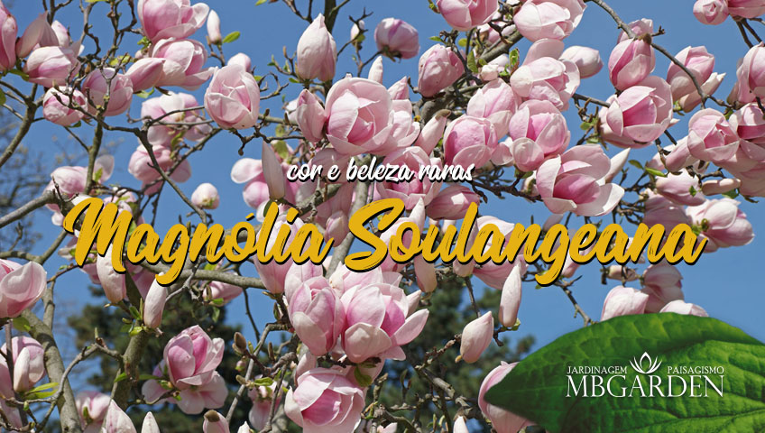 Magnólia Soulangeana: cor e beleza raras