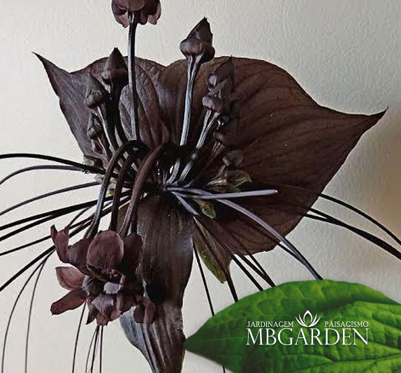 Flor-morcego – porque o excêntrico e o exótico despertam os sentidos! – MB  Garden