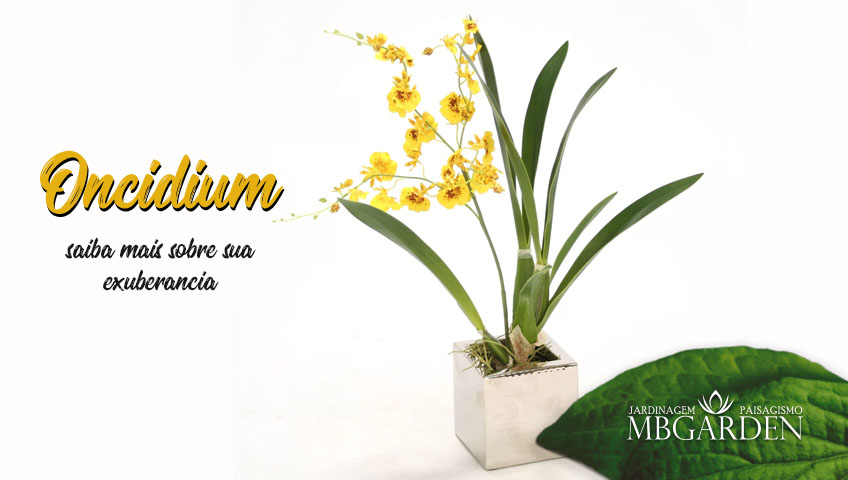 Orquídeas: Oncidium ou Chuva de Ouro, saiba mais sobre sua exuberância