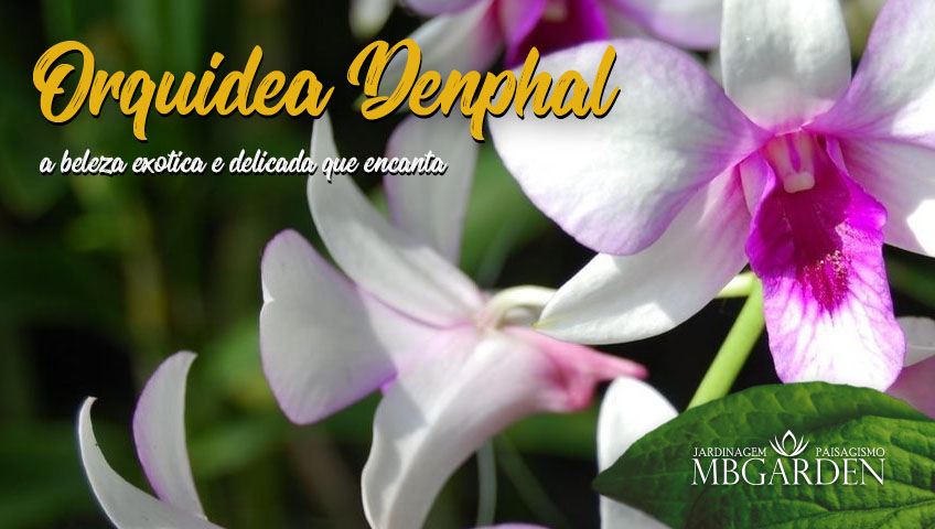 Orquídea Denphal: a beleza exótica e delicada que encanta!