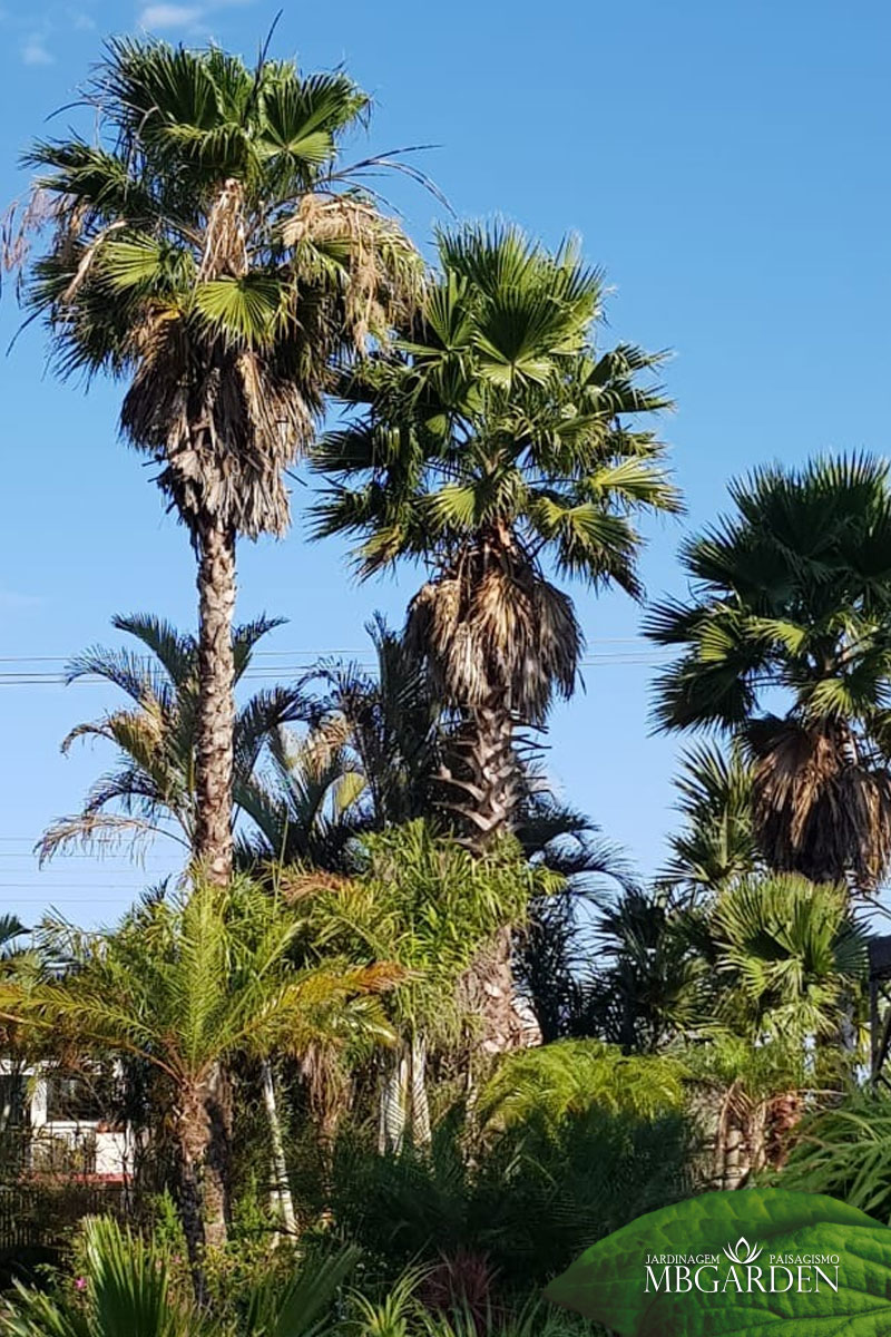 Palmeira Washingtonia: a beleza exótica e imponente
