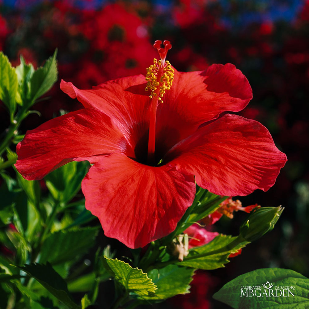 Hibisco: como cuidar e cultivar a vibrante flor tropical?