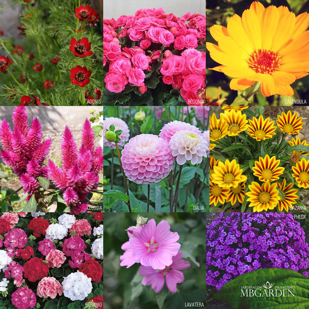 Flores para plantar em Agosto – MB Garden