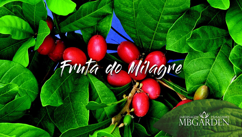 Fruta-do-Milagre ou Cereja Miraculosa