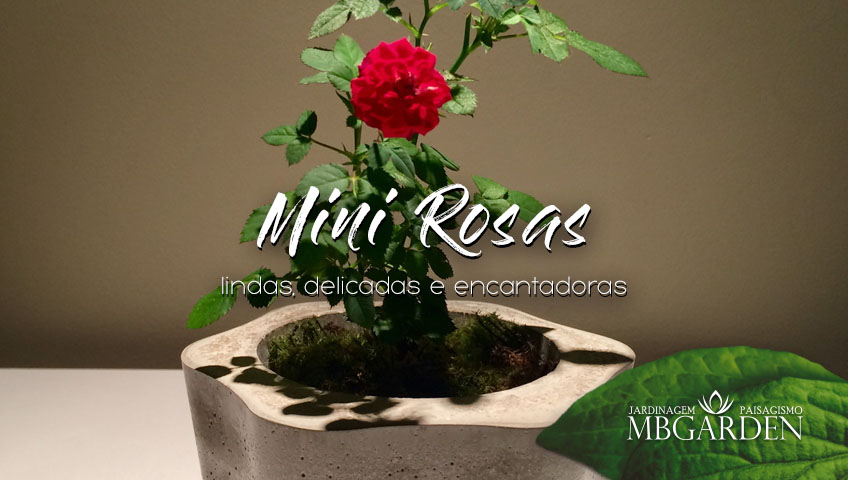 Mini Rosas: Lindas, delicadas e encantadoras