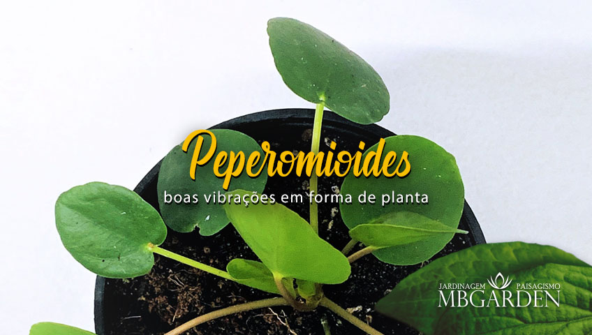 Peperomioides – boas vibrações em forma de planta