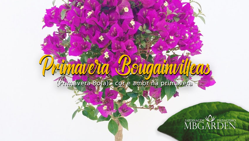 Primavera Bougainvilleas (Primavera Bola): cor e amor na primavera – MB  Garden