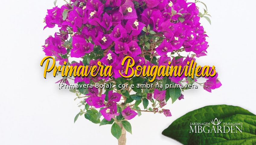 Primavera Bougainvilleas (Primavera Bola): cor e amor na primavera