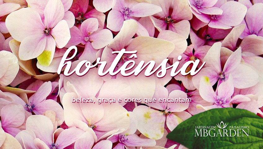 hortensia – MB Garden
