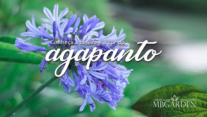 Conheça a beleza e a cor do Agapanto – MB Garden