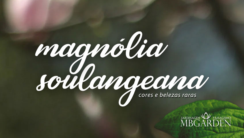 Magnólia Soulangeana